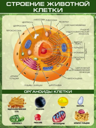 Стенд по биологии «Строение животной клетки»