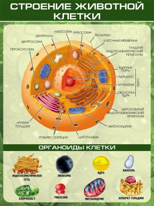 Стенд по биологии «Строение животной клетки»