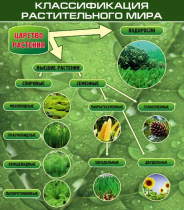 Стенд по биологии «Классификация растительного мира»