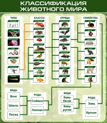 Стенд по биологии «Классификация животного мира»