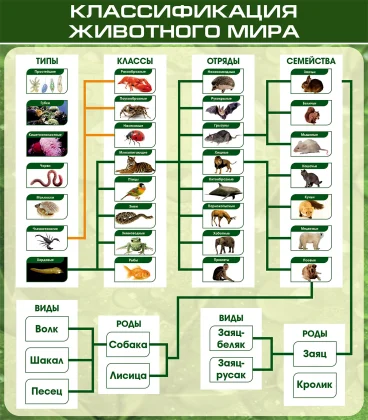 Стенд по биологии «Классификация животного мира»