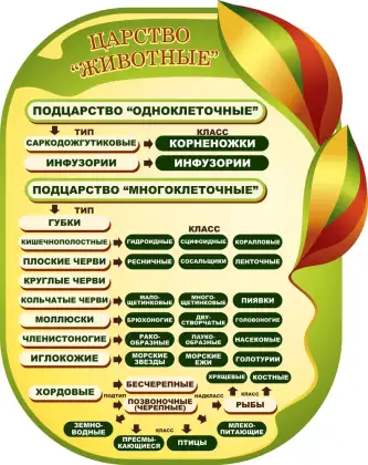 Фигурный стенд по биологии «Царство Животные»