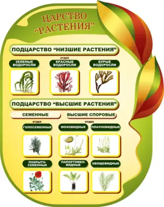 Фигурный стенд по биологии «Царство Растения»