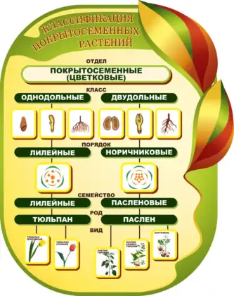 Фигурный стенд «Классификация покрытосеменных растений»