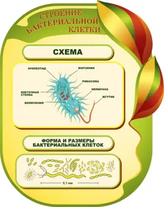 Фигурный стенд «Строение бактериальной клетки»