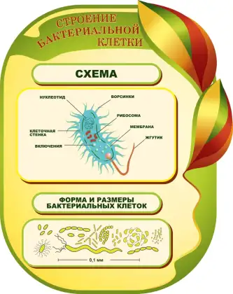 Фигурный стенд «Строение бактериальной клетки»