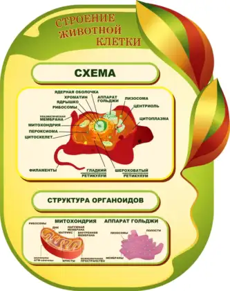 Фигурный стенд «Строение животной клетки»