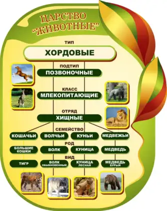 Фигурный стенд по биологии «Хордовые»