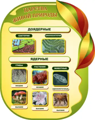 Фигурный стенд «Царства живой природы: доядерные и ядерные»