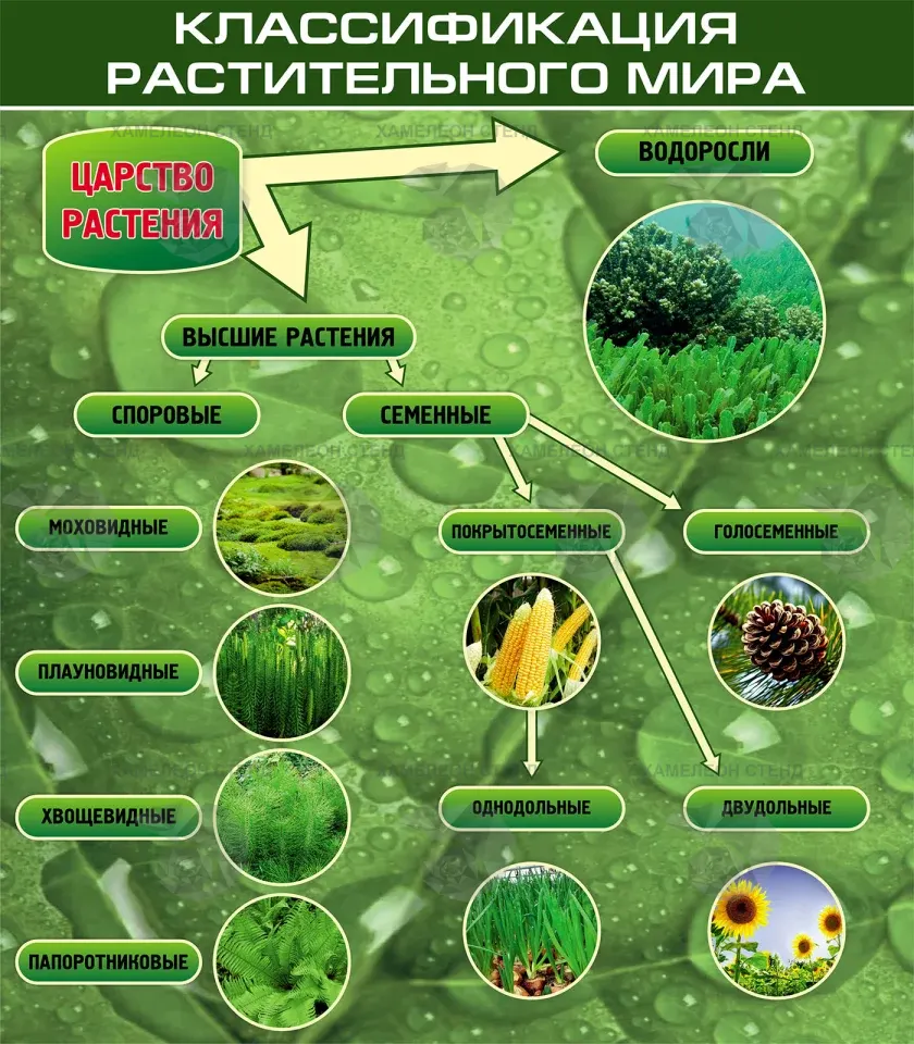 Стенд по биологии «Классификация растительного мира»