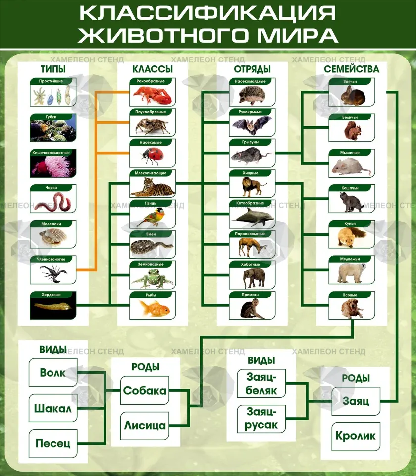 Стенд по биологии «Классификация животного мира»