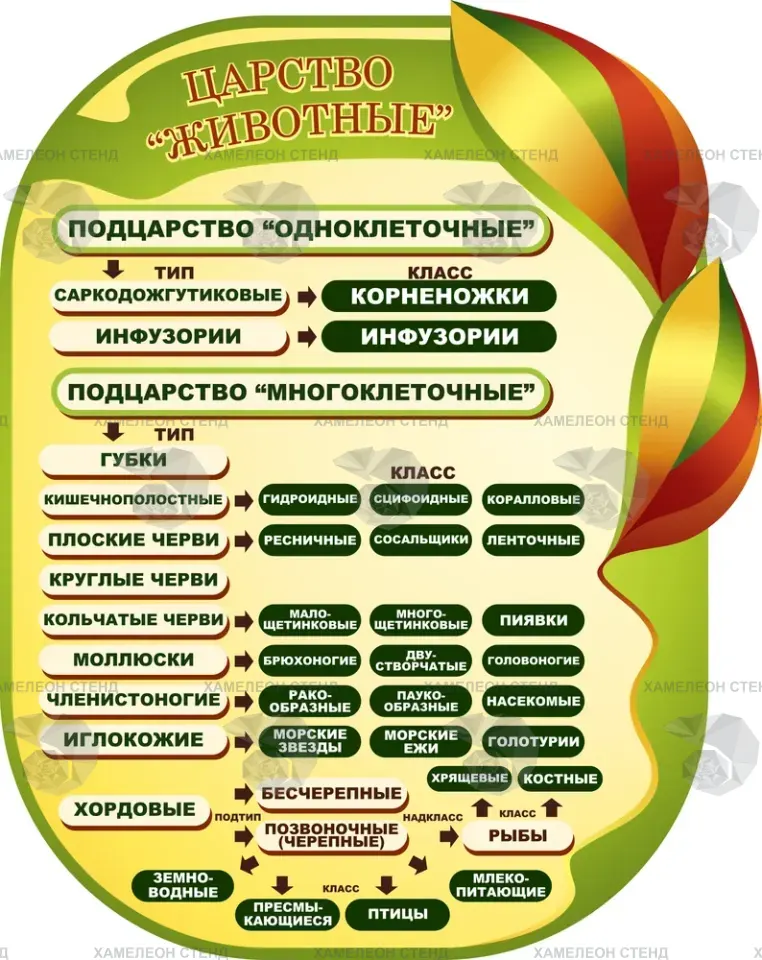 Фигурный стенд по биологии «Царство Животные»