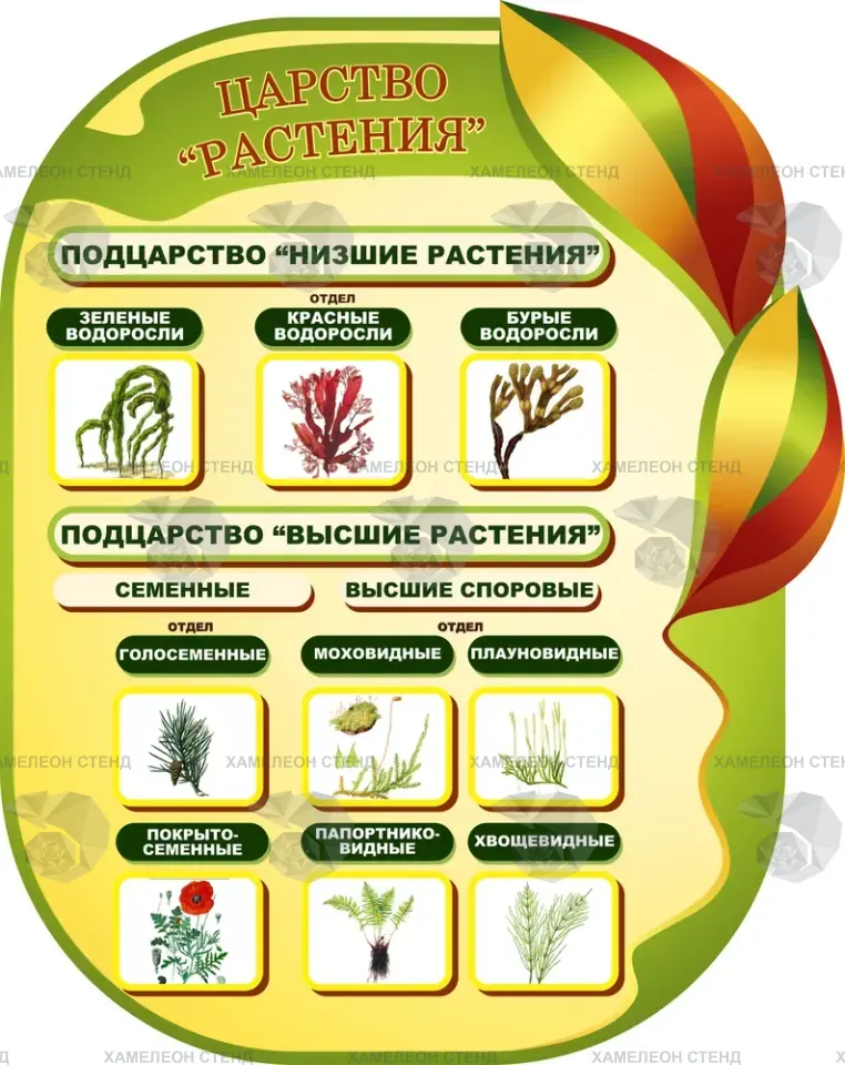 Фигурный стенд по биологии «Царство Растения»