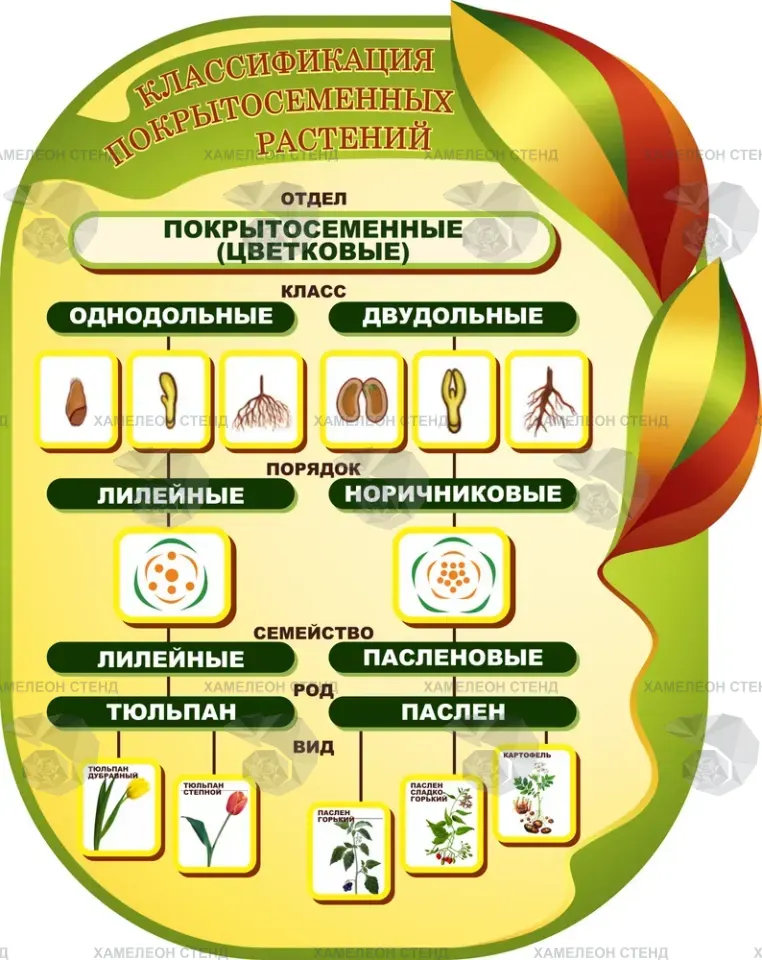 Фигурный стенд «Классификация покрытосеменных растений»