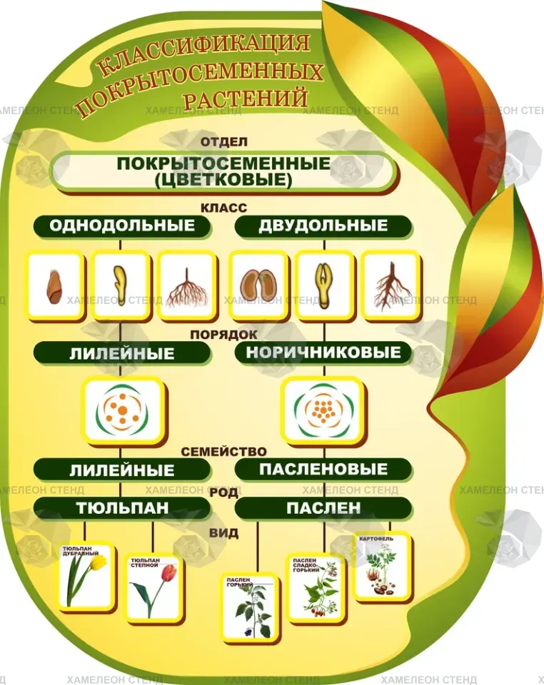 Фигурный стенд «Классификация покрытосеменных растений»