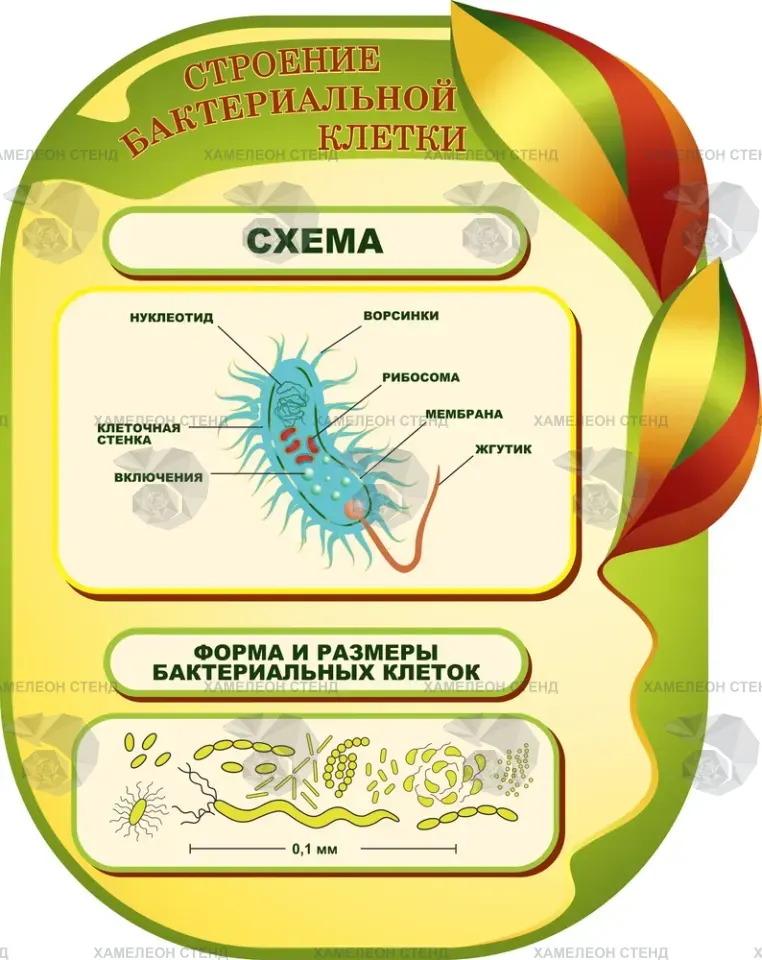 Фигурный стенд «Строение бактериальной клетки»