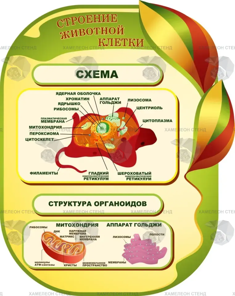 Фигурный стенд «Строение животной клетки»