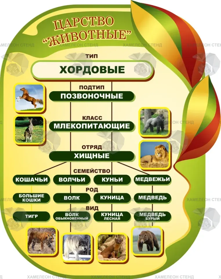 Фигурный стенд по биологии «Хордовые»