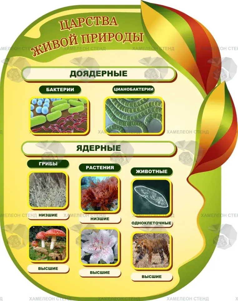 Фигурный стенд «Царства живой природы: доядерные и ядерные»